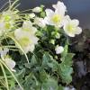 Christmas Rose