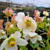 Christmas Rose