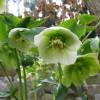 Lenten Rose