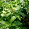 Lenten Rose