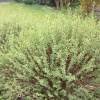 Willow, dwarf purple