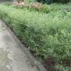 Willow, dwarf purple