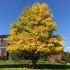 Caramel tree
