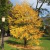 Caramel tree