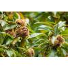 Chestnut, Sweet