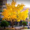 Ginkgo