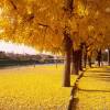 Ginkgo