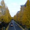 Ginkgo