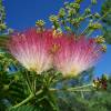 Silk tree 'Ombrella'