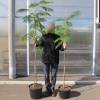 Silk tree 'Ombrella'