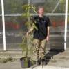 Silk tree 'Ombrella'