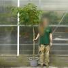 Silk tree 'Ombrella'