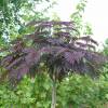 Silk tree 'Summer chocolate'