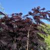 Silk tree 'Summer chocolate'