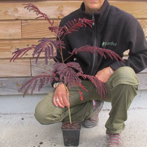 Silk tree 'Summer chocolate' buy Silk tree 'Summer chocolate