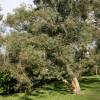 Eucalyptus Tree, Small-Leaved Gum