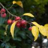 Crab-apple, Perpetu 'Evereste'