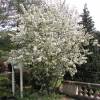 Crab-apple, Perpetu 'Evereste'