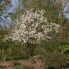 Crab-apple, Perpetu 'Evereste'