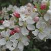 Crab-apple, Perpetu 'Evereste'