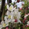 Crab-apple, Perpetu 'Evereste'