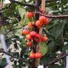 Crab-apple, Perpetu 'Evereste'