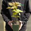 Kiwi plant self fertile