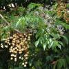 Chinaberry