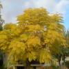 Chinaberry