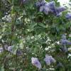 Lilac, common blue