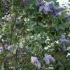 Lilac, common blue