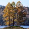 Larch, Japanese