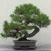 Pine, Japanese black