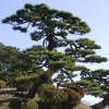 Pine, Japanese black
