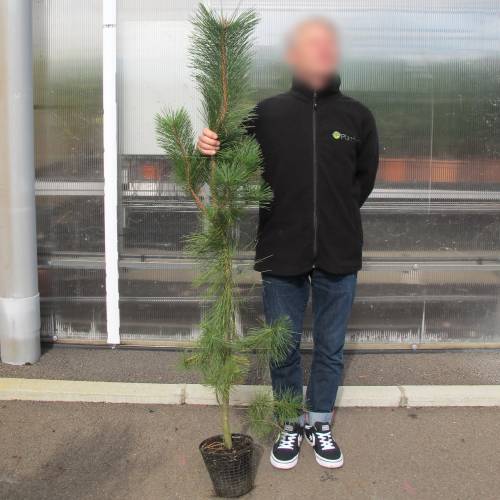 Pine Japanese Black Buy Pine Japanese Black Pinus Thunbergii Pine Japanese Black Buy Pine Japanese Black Pinus Thunbergii