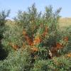 Sea Buckthorn