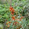 Sea Buckthorn