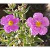 Rockrose, grey leaved