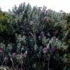 Rockrose, grey leaved