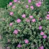 Rockrose, grey leaved