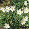Rockrose, laurel leaved