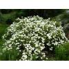 Rockrose, sage leaved