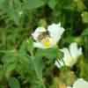 Rockrose, sage leaved