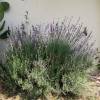 Lavender, common