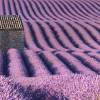 Lavender, common