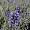 Lavender 'Grosso'