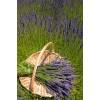 Lavender 'Grosso'