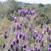 Lavender, Butterfly