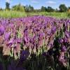 Lavender, Butterfly