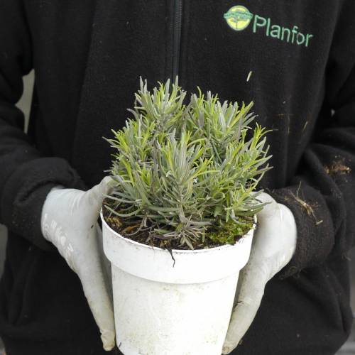 Lavender Pink : buy Lavender Pink / Lavandula angustifolia Rosea